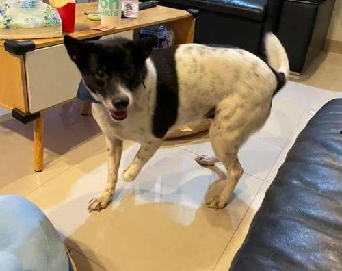 娱乐吃瓜酱小狗安慰,娱乐吃瓜酱的暖心安慰之道